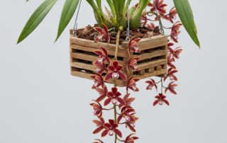 A cascading pendulous flower spike of a Cymbidium Bicolor orchid with reddish-brown and yellow blossoms.