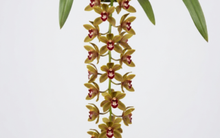 A close-up studio shot of a Cymbidium Finlaysonianum orchid spike with cascading olive-green and brownish-yellow flowers featuring dark red lips, against a clean white background.