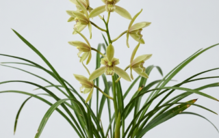 A blooming Cymbidium Forrestii orchid with pale green flowers and slender, grass-like foliage.