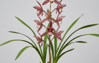 Cymbidium Qiubeiense orchid with reddish-purple flowers and slender grass-like leaves.