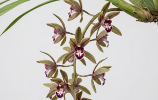 Pendulous green and purple flowers of a Cymbidium Sigmoideum orchid showing the characteristic S-shaped lip.
