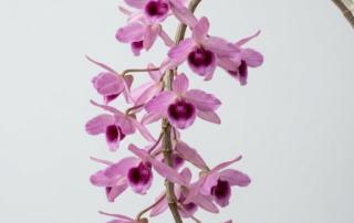 Fragrant pink and mauve flowers blooming on the pendulous, leafless canes of a Dendrobium Nestor orchid.