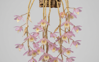 Dendrobium Aphyllum orchid with cascading pale pink and cream flowers blooming on bare, leafless canes.