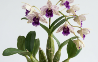 Spotted cream and purple flowers of a Dendrobium Atroviolaceum orchid with dark green leaves.