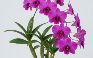 Vibrant magenta Dendrobium Bigibbum orchid flowers blooming on an arching spike against a light gray background.
