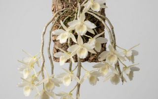 Chalk-white flowers of a Dendrobium Cretaceum orchid blooming on a bare, pendulous cane.