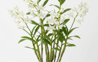 Fragrant white flowers of a Dendrobium Crumenatum orchid blooming on a cane.