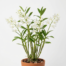 Fragrant white flowers of a Dendrobium Crumenatum orchid blooming on a cane.