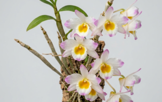 White and pink-tipped flowers of a Dendrobium Crystallinum orchid cascading from a pendulous cane.