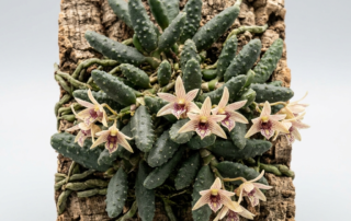 Dendrobium Cucumerinum orchid with bumpy cucumber-like leaves and striped cream flowers mounted on bark.
