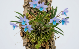 A miniature Dendrobium Cyanocentrum orchid with small violet-blue flowers and narrow green leaves.