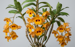 Cascading golden-yellow flowers of a Dendrobium Gibsonii orchid with dark purple spots on the fringed lips.