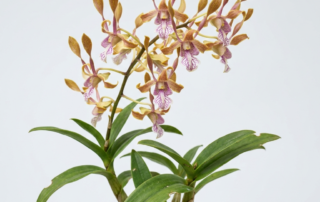 Dendrobium Gouldii orchid showing its tall cane-like pseudobulbs and twisted antelope-like flowers.