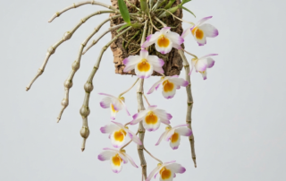 Dendrobium Gratiosissimum orchid with white and rose-purple flowers cascading from pendulous canes.