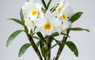 Dendrobium Infundibulum orchid with large white flowers, a yellow throat, and dark-haired pseudobulbs.