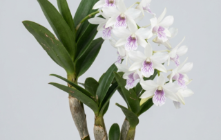 White Dendrobium Johnsoniae orchid flower with purple-veined lip.