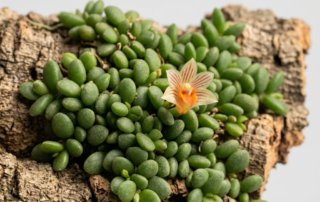 Dendrobium Lichenastrum orchid with succulent leaves and a tiny cream-colored flower mounted on cork bark.