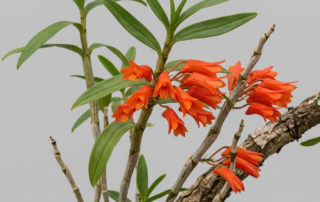 Vibrant orange tubular flowers of a Dendrobium Mohlianum orchid blooming on a bare cane.
