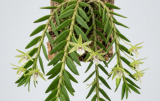 Dendrobium Pugioniforme orchid showing cascading stems with thick, pointed dagger-like leaves and small pale green flowers.