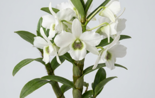 White flowers of a Dendrobium Sanderae orchid with green and purple striping in the throat.