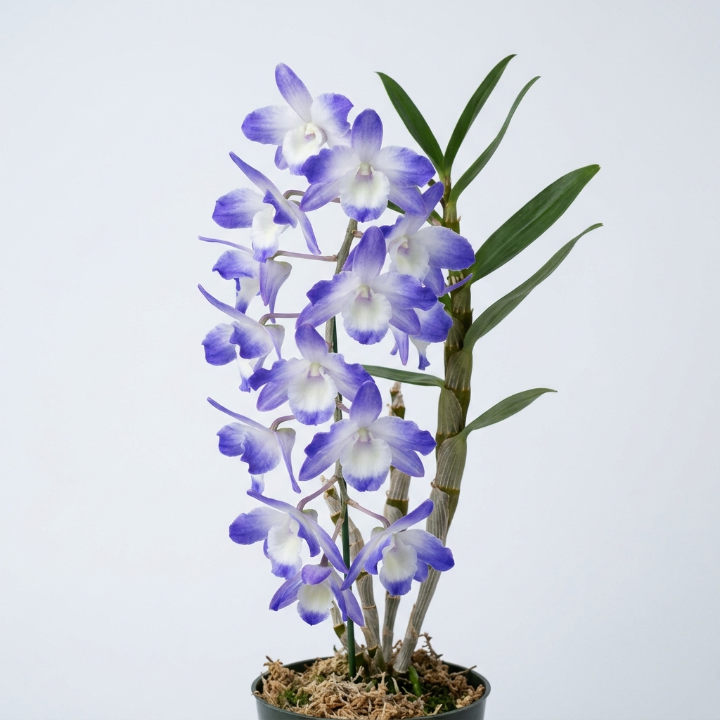 Pendulous canes of a Dendrobium Victoriae-Reginae orchid with blue-violet blossoms.
