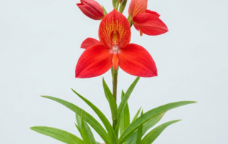 A vibrant scarlet Disa Uniflora orchid bloom showing its large hood-like dorsal sepal.