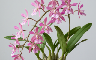 Fragrant rose-pink flowers of the Encyclia Adenocaula orchid blooming on a rough, glandular stem.