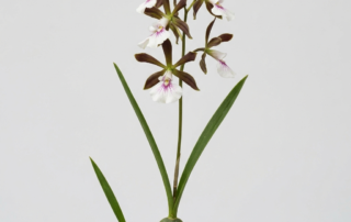 Encyclia Bractescens orchid showing its compact pseudobulbs and bronze flowers with a white and magenta lip.
