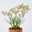 An Encyclia Tampensis orchid showing small green and bronze flowers with a distinctive white and magenta lip.