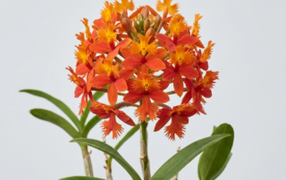 A close-up of the vibrant orange and red flowers of an Epidendrum Ibaguense orchid.