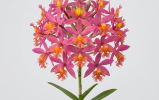 Vibrant ball-like flower clusters of an Epidendrum Secundum orchid growing on tall cane-like stems.