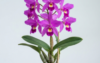 Magenta-purple flowers of a Laelia Gouldiana orchid blooming on a tall spike.