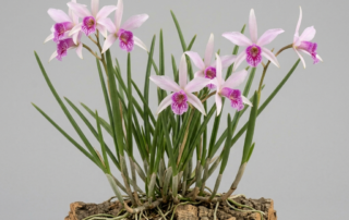 Laelia Lundii orchid featuring star-shaped pale pink flowers with a deeply veined magenta lip.