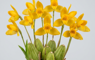 Bright yellow flowers of a Lycaste Aromatica orchid blooming from the base of its pseudobulbs.