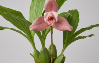A close-up of the large, triangular pink and white flower of a Lycaste Skinneri orchid.