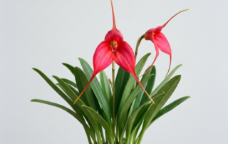 Vibrant scarlet flowers of a Masdevallia Barlaeana orchid showing elongated sepal tails and green foliage.