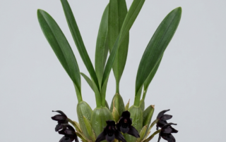 A close-up of the nearly black flowers and green pseudobulbs of a Maxillaria Schunkeana orchid.