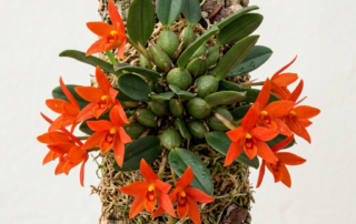 Miniature Maxillaria Sophronitis orchid with bright orange-red flowers growing on a mossy mount.