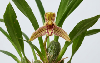 Maxillaria Striata orchid with large yellow and reddish-purple striped flowers and green lanceolate leaves.
