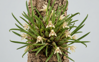 Miniature Maxillaria Uncata orchid with needle-like foliage and small cream-colored flowers.