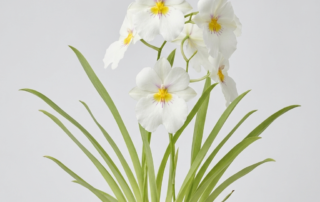 Miltoniopsis Santanaei orchid showing white flat-faced flowers with a yellow and purple center mask.