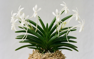 White flowers and fan-shaped foliage of a Neofinetia Falcata orchid.