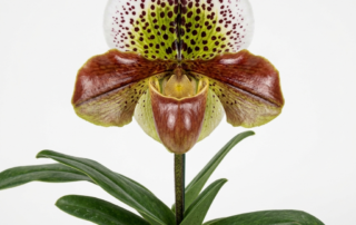 A Paphiopedilum Winston Churchill orchid flower showing its rounded mahogany pouch and spotted white dorsal sepal.