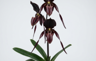 A flowering Paphiopedilum Anitum orchid showing its dark maroon, near-black dorsal sepal and drooping petals.