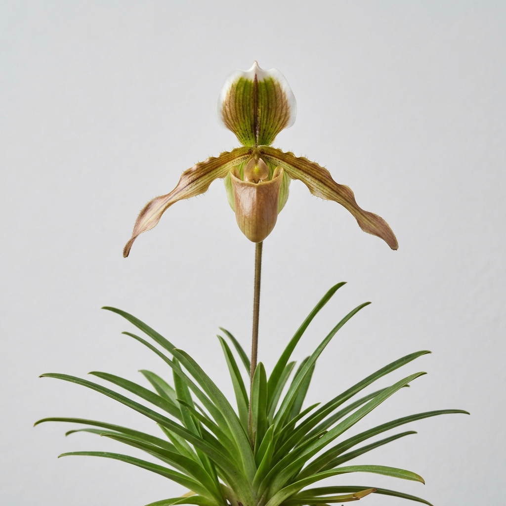 Miniature Paphiopedilum Barbigerum orchid flower with a golden-brown pouch and white-margined dorsal sepal.