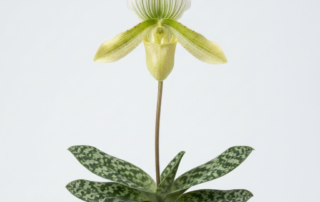 A Paphiopedilum Bougainvilleanum orchid flower with a yellowish-green pouch and mottled green leaves.