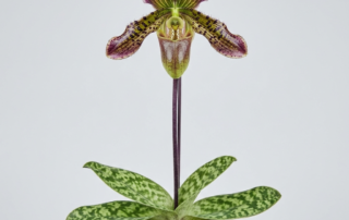 Paphiopedilum Bullenianum orchid showing its pouch-shaped flower and mottled green foliage.