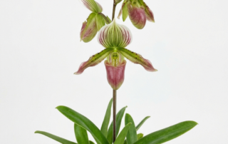 Paphiopedilum Chamberlainianum orchid cultivar flowers