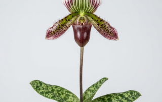 Paphiopedilum Ciliolare orchid with mottled green leaves and a dark mahogany slipper flower featuring ciliated petals.
