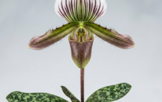 A Paphiopedilum Dayanum orchid flower showcasing its helmet-shaped pouch, fringed petals, and mottled green foliage.